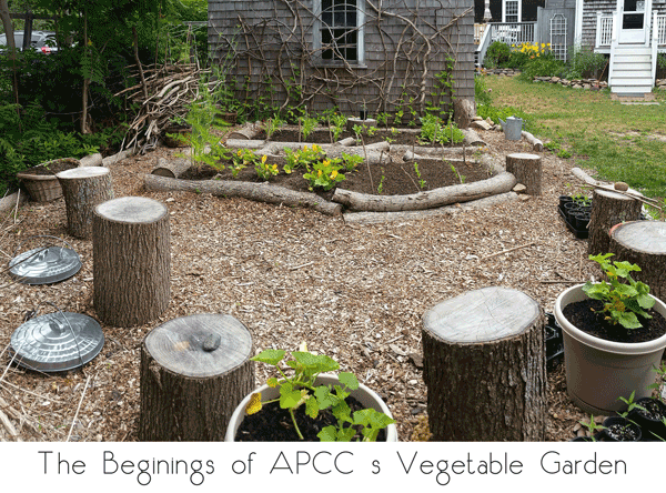 APCC's edible garden