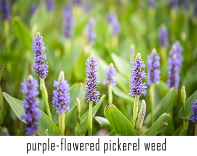 Purple-flowered pickerel weed