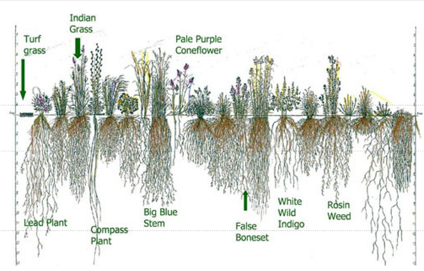 Plant Roots Infographic