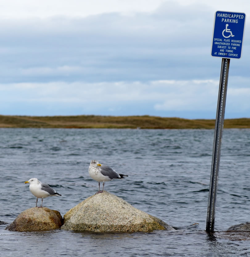 Cape Cod Shoreline Rocks Seagull Submerged Sign