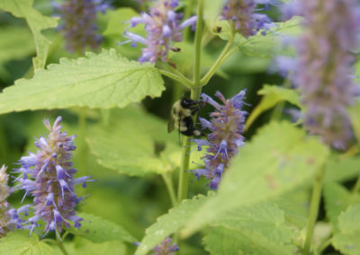 Bumble Bee On Hyssop