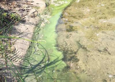 Scargo Lake Cyanobacteria