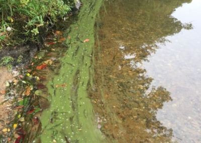Upper Mill Pond Cyanobacteria loom