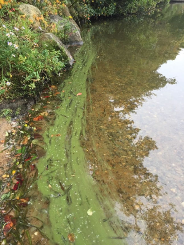 Upper Mill Pond Cyanobacteria loom