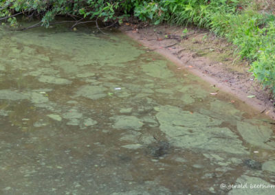 Walkers Pond Cyanobacteria
