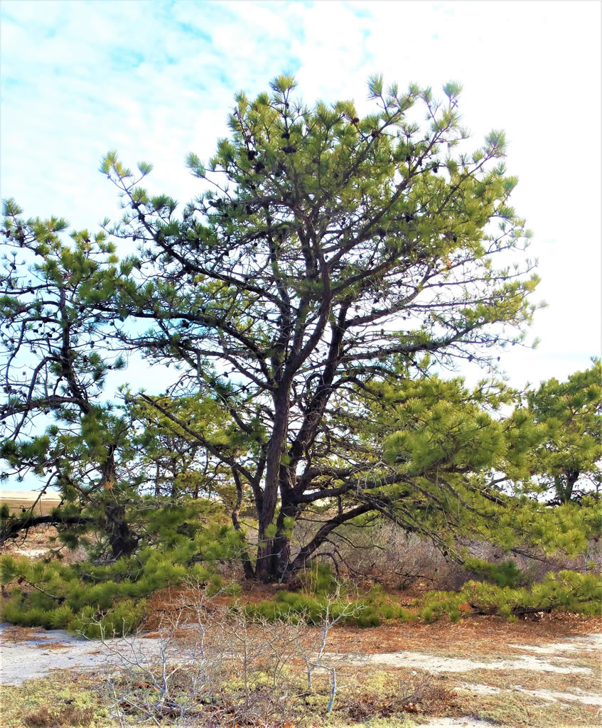 Cape Cod Pine Tree