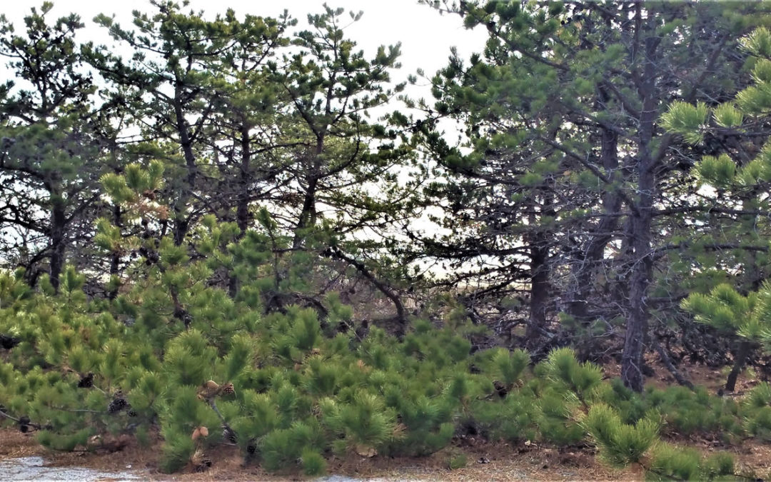 Cape Cod Pine Trees