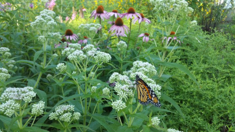 Rain Garden Monarch Butterfly