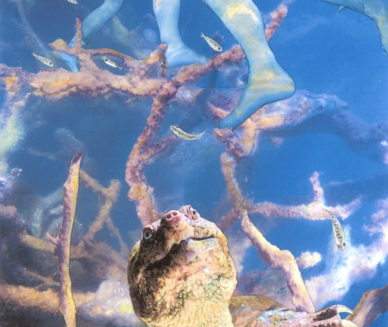 Pond Stories: Swimming with Snapping Turtles
