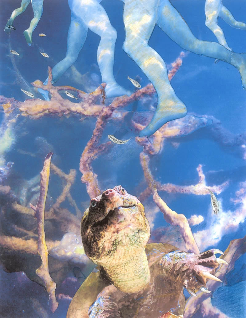 Pond Stories: Swimming with Snapping Turtles