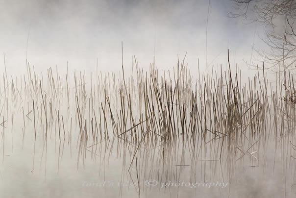 Pond Stories-Mists on a Nameless Pond