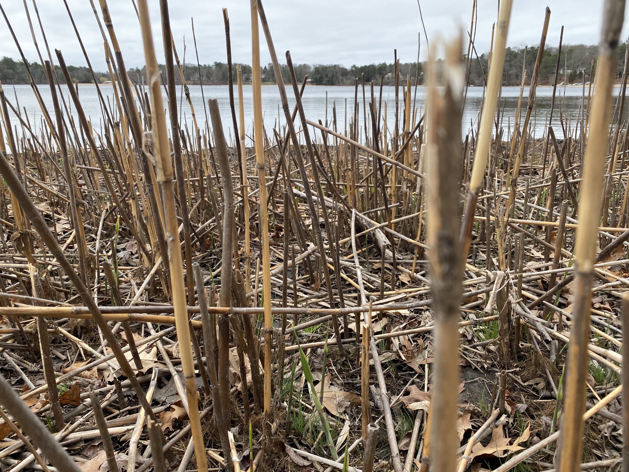 Pond Stories: What We Should Have Feared