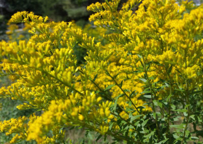 Anise-scented Goldenrod