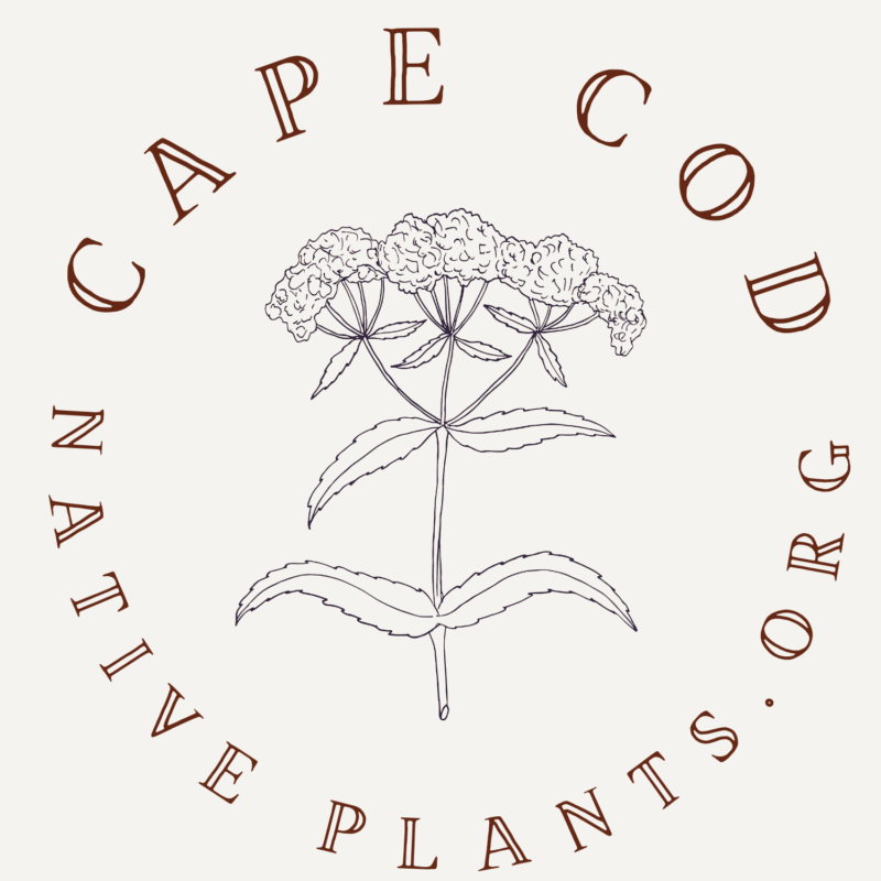 Cape Cod Native Plants