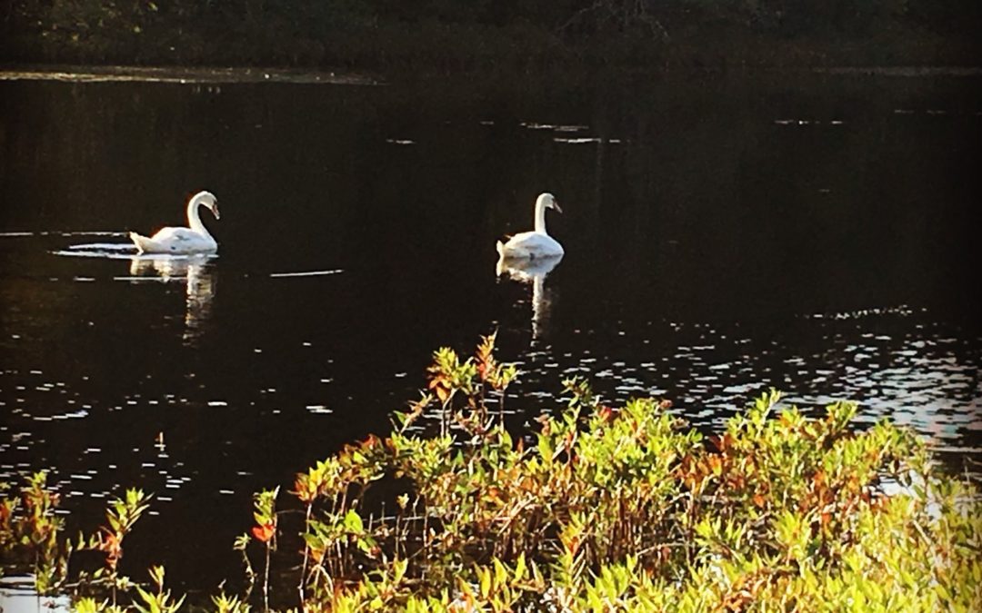 Pond Stories: Looking Out Over Deans Pond, Popponesset