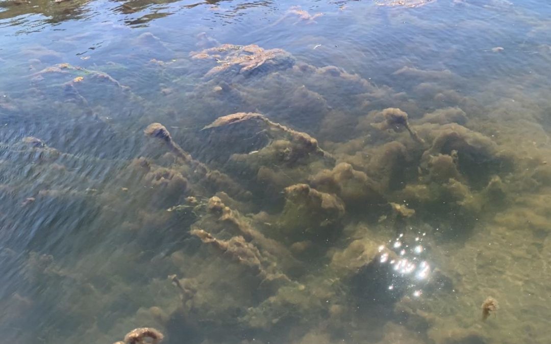 Algae in Mashpee River