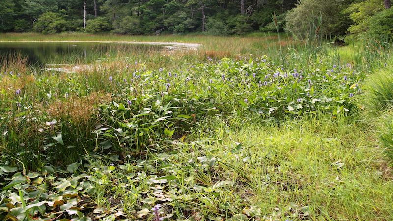 Pond Stories: What Do You Know About Our Freshwater Ponds’ Plants?