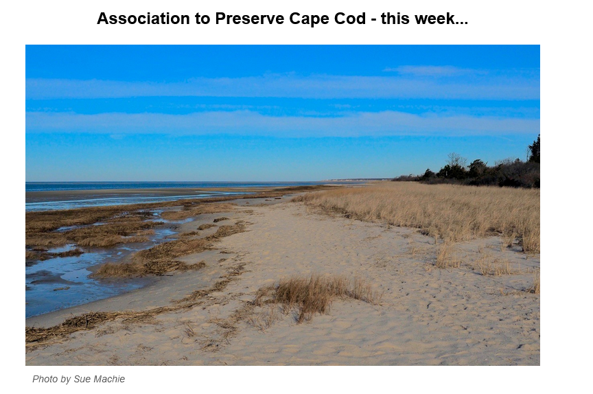 Photo of Cape Cod shoreline.