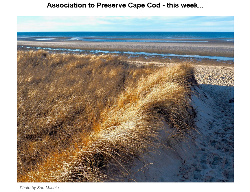 Photo of Cape Cod shoreline.