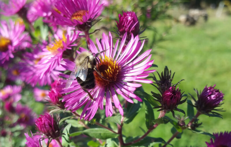 apcc-landscape-audit