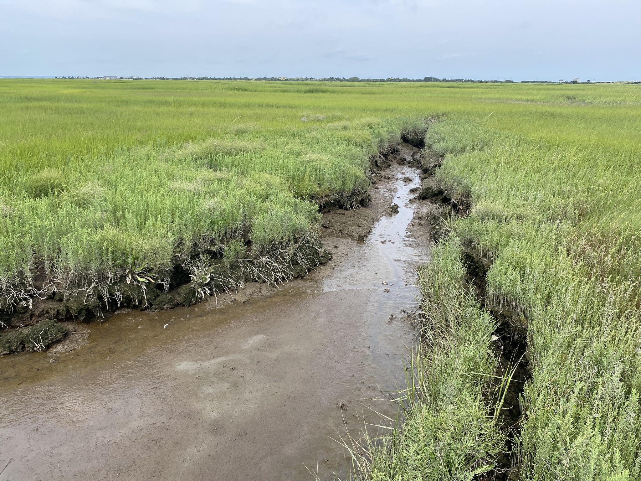 Chase Garden Creek marsh showing signs of degradation