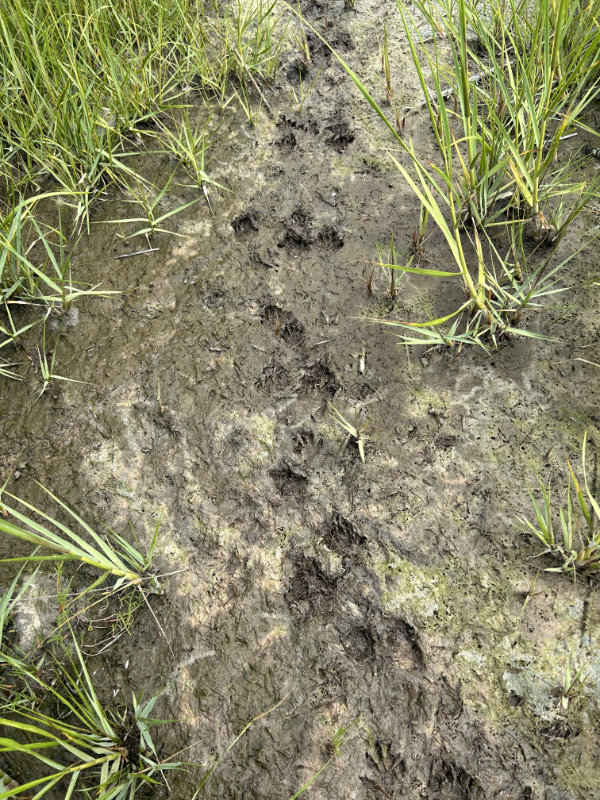 Raccoon tracks in the salt marsh