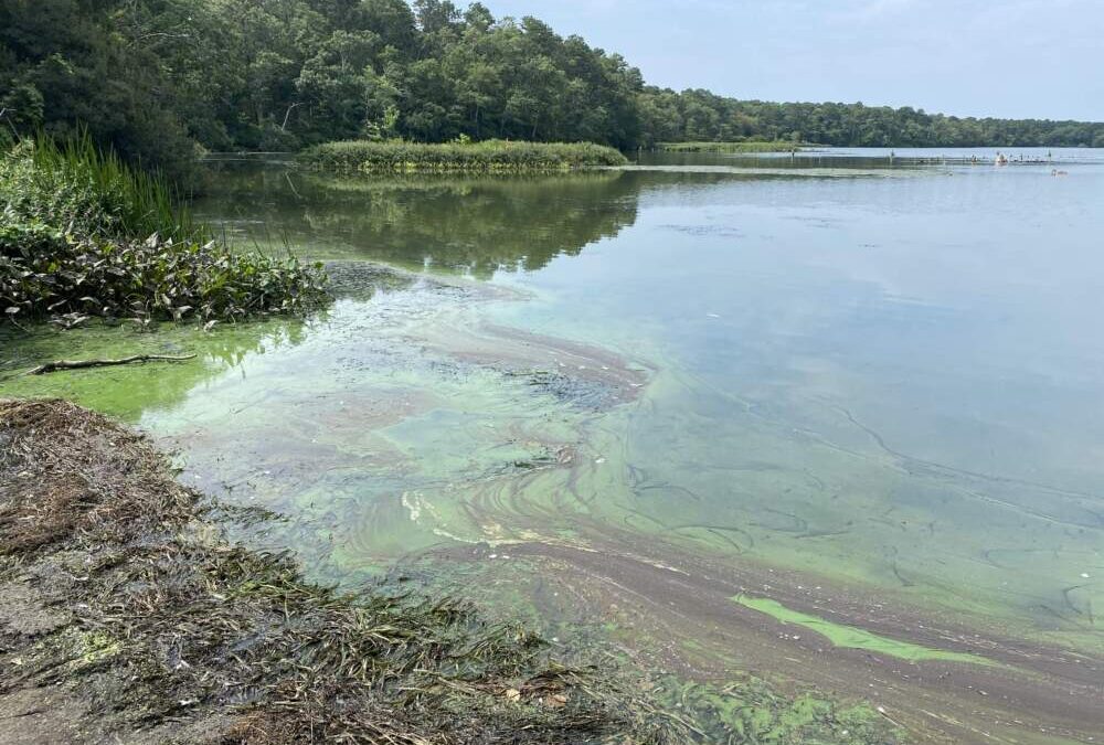 Algae bloom in West Reservoir, Harwich, Massachusetts, on Aug. 21, 2023. (Courtesy Association to Preserve Cape Cod)