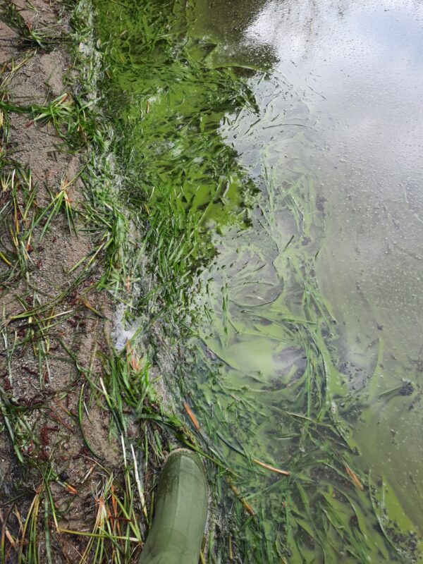 Long Pond (Marstons Mills) July 2023