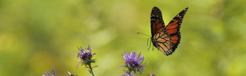 pollinator-pathway-cape-cod-sign-butterfly