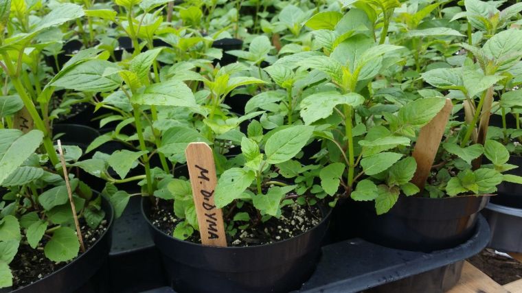 Cape Cod Native Plant Growers’ Cooperative