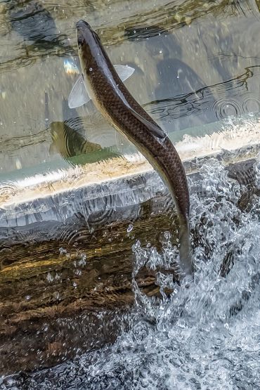 Herring Run