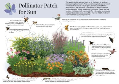 Pollinator Patch for Sun
