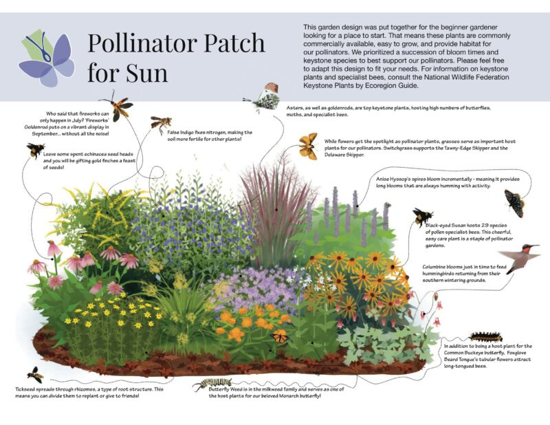 Pollinator Patch for Sun
