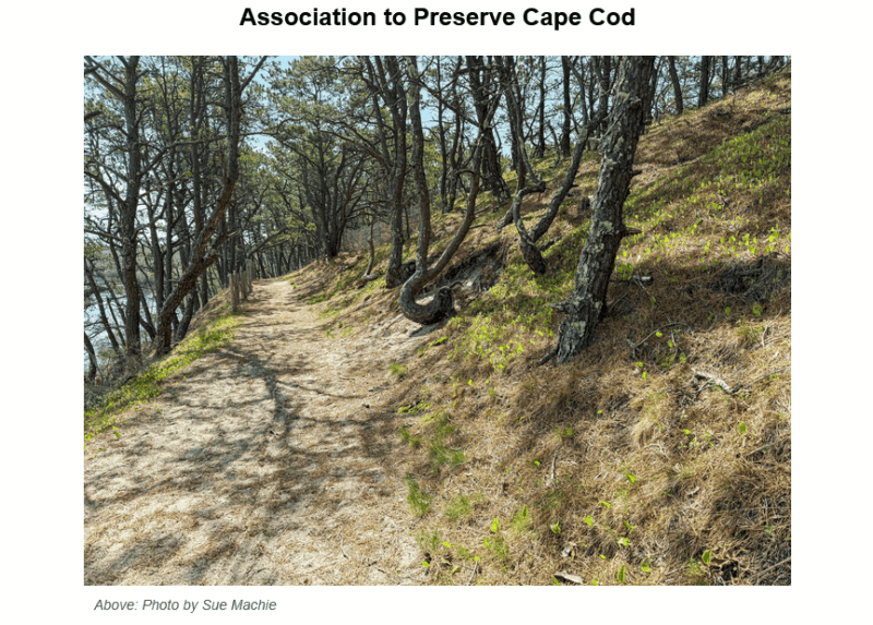 A winding sandy trail through a coastal forest on Cape Cod, with pine trees lining the path on a hillside. The image shows the characteristic dune landscape with sparse vegetation and is titled 'Association to Preserve Cape Cod' with photo credit to Sue Machie."
