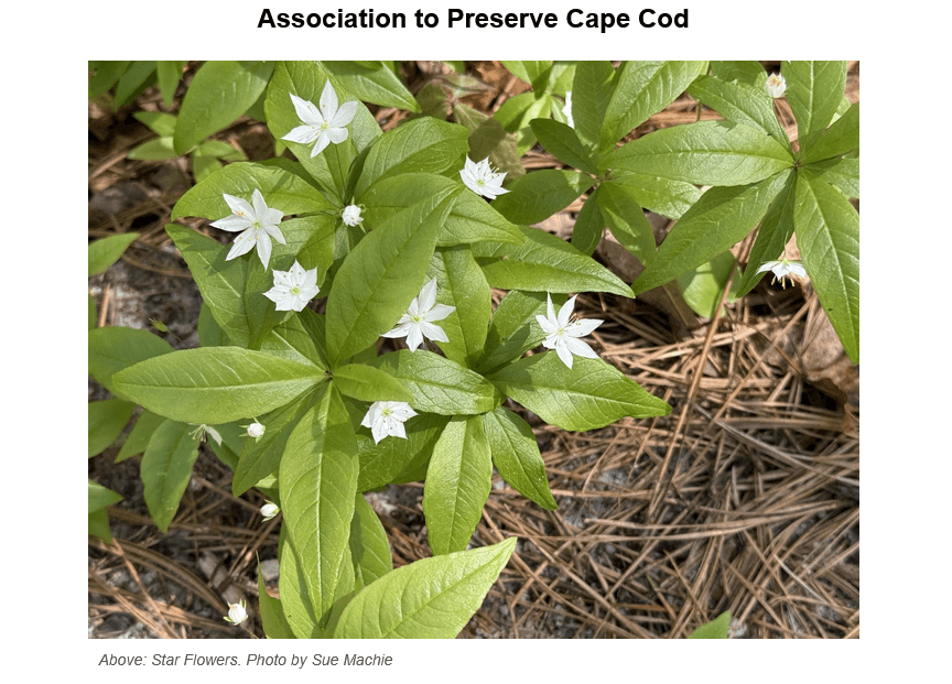 White star-shaped flowers with delicate petals blooming among bright green leaves on the forest floor, surrounded by fallen pine needles and leaf litter. The image is titled 'Association to Preserve Cape Cod' and labeled as 'Star Flowers' with photo credit to Sue Machie.
