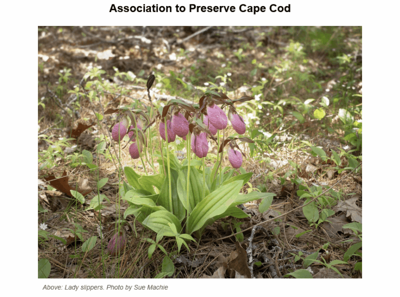 Pink lady slipper orchids with distinctive pouch-shaped blooms growing from bright green basal leaves on the forest floor among fallen leaves and small vegetation. The image is titled 'Association to Preserve Cape Cod' and labeled as 'Lady slippers' with photo credit to Sue Machie.