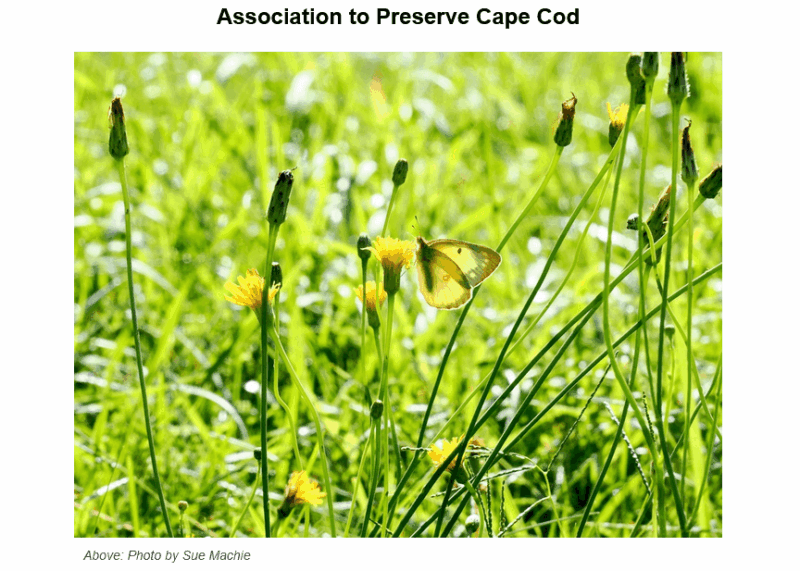 A yellow butterfly with dark wing markings feeding on bright yellow dandelion flowers among tall green grass and flower stems in a sunny meadow. The image is titled 'Association to Preserve Cape Cod' with photo credit to Sue Machie.