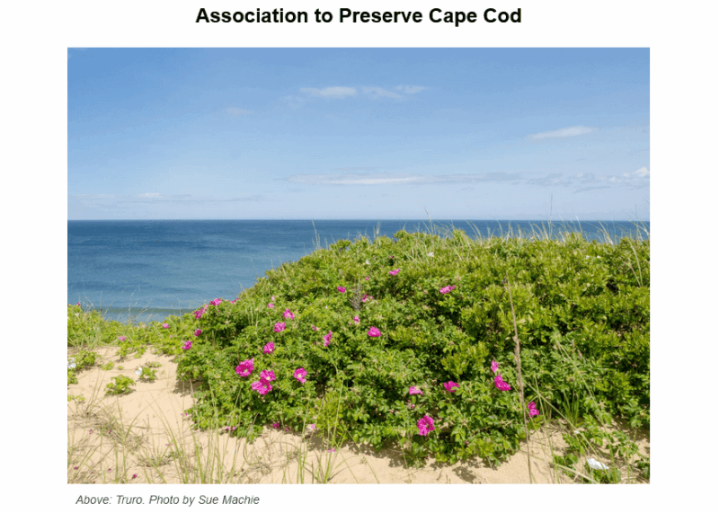 Coastal dune landscape with vibrant pink beach roses blooming among green shrubs and beach grass, overlooking the blue Atlantic Ocean under a partly cloudy sky in Truro, Cape Cod