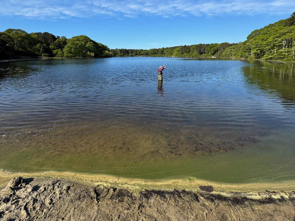 WBUR: Early toxic algal blooms affecting more Cape Cod ponds this year