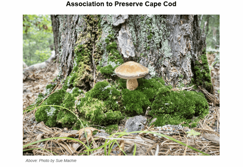A light brown mushroom growing from a moss-covered mound at the base of a large tree trunk in a forest setting, with fallen leaves and small green plants scattered on the ground around it