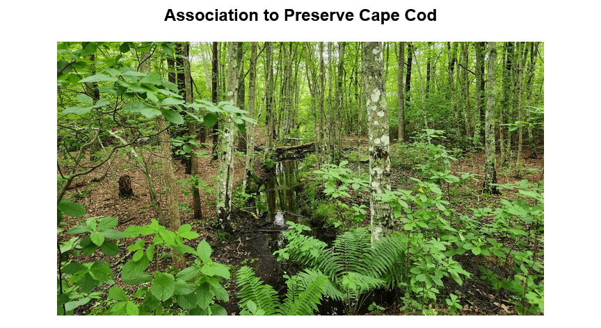 Dense forest scene with tall trees, lush green ferns, and various woodland plants growing on the forest floor, featuring both deciduous and birch trees in a natural Cape Cod woodland setting