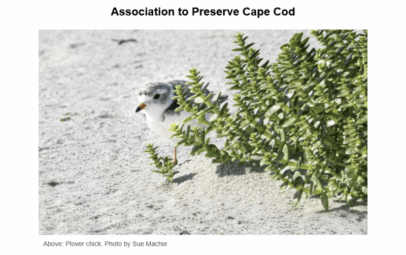 Small plover chick with speckled gray and white plumage standing on sandy beach near green beach vegetation, with ocean waves visible in the background