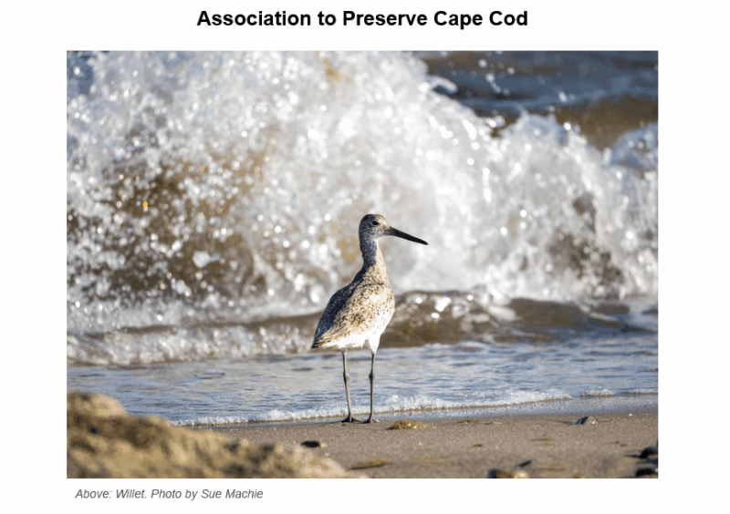 A willet shorebird with mottled brown and white plumage stands on wet sand at the water's edge, with ocean waves creating white foam spray in the background