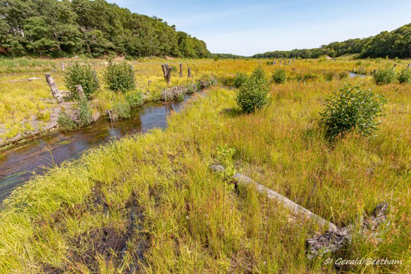 Coonamessett_post_restoration