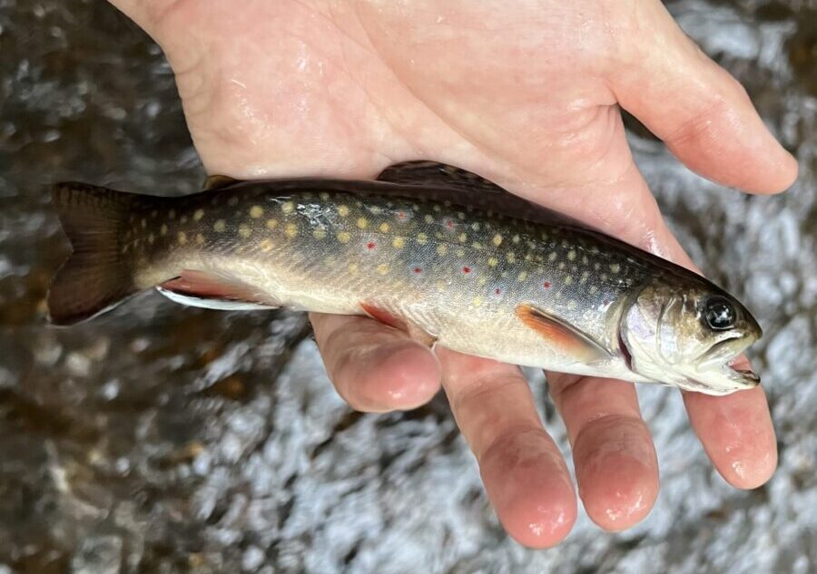 Brook Trout