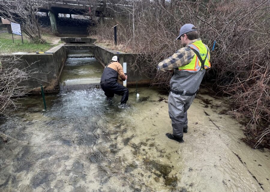 Mashpee River Fish Ladder