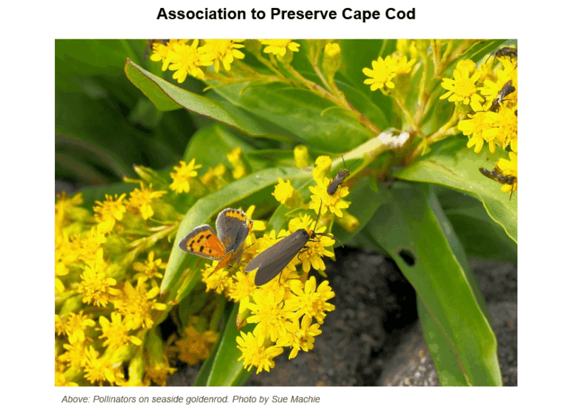 Small copper butterfly and black beetle feeding on bright yellow seaside goldenrod flowers among green leaves, with additional pollinators visible in the background