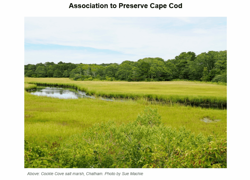 Expansive salt marsh landscape at Cockle Cove in Chatham, Cape Cod, featuring golden-green marsh grasses in the foreground, a meandering tidal creek, and dense forest of deciduous trees under a partly cloudy sky