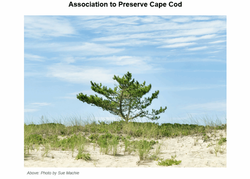 A solitary pine tree stands on sandy dunes covered with beach grass under a partly cloudy blue sky, representing the coastal landscape that the Association to Preserve Cape Cod works to protect.