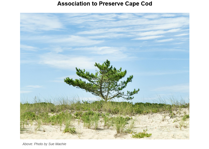 A solitary pine tree stands on sandy dunes covered with beach grass under a partly cloudy blue sky, representing the coastal landscape that the Association to Preserve Cape Cod works to protect.